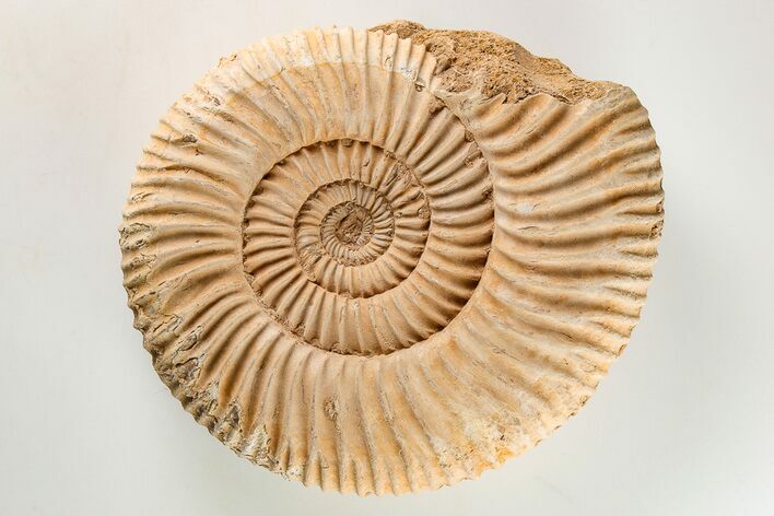 Jurassic Ammonite (Perisphinctes) Fossil - Madagascar #203949